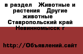  в раздел : Животные и растения » Другие животные . Ставропольский край,Невинномысск г.